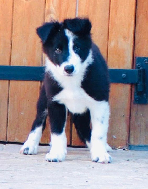 Rock'n Red - Chiot disponible  - Border Collie