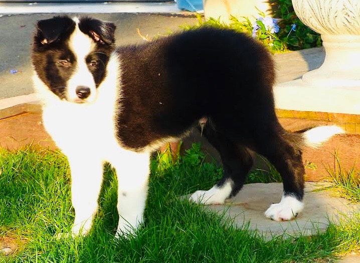 Rock'n Red - Chiot disponible  - Border Collie