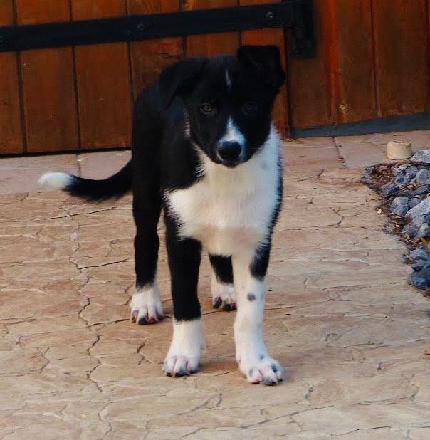 Rock'n Red - Chiots disponibles - Border Collie